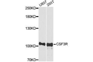 Western blot analysis of extracts of various cell lines, using CSF3R antibody. (CSF3R Antikörper  (AA 650-750))