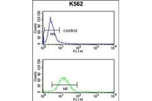 GPR50 Antibody (Center) (ABIN653292 and ABIN2842798) flow cytometry analysis of K562 cells (bottom histogram) compared to a negative control cell (top histogram). (GPR50 Antikörper  (AA 316-344))