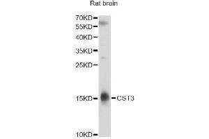 Western blot analysis of extracts of rat brain, using CST3 antibody. (CST3 Antikörper)