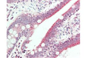 Anti-BMP6 antibody IHC staining of human small intestine. (BMP6 Antikörper  (HRP))