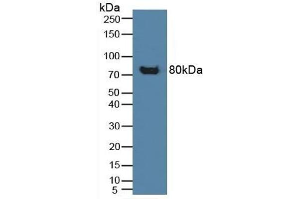CD42b Antikörper  (AA 19-291)