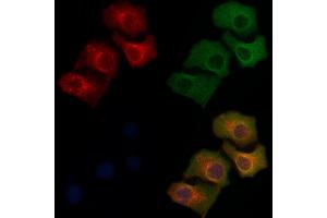 ABIN6259581 and ABIN6275562 staining Hela cells by IF/ICC. (SH2D5 Antikörper  (C-Term))