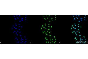 Immunocytochemistry/Immunofluorescence analysis using Mouse Anti-PP5 Monoclonal Antibody, Clone 2E11 . (PP5 Antikörper  (Alkaline Phosphatase (AP)))