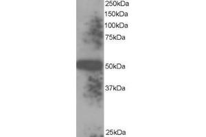 ABIN185279 staining (0. (TXNDC5 Antikörper  (C-Term))
