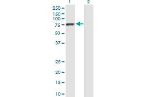 Western Blot analysis of BRF1 expression in transfected 293T cell line by BRF1 MaxPab polyclonal antibody. (BRF1 Antikörper  (AA 1-473))