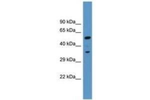 Image no. 1 for anti-Myristoylated Alanine-Rich Protein Kinase C Substrate (MARCKS) (AA 256-305) antibody (ABIN6746804) (MARCKS Antikörper  (AA 256-305))