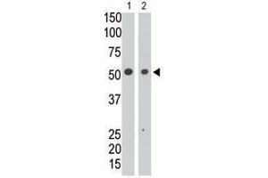 Image no. 1 for anti-Sialic Acid Binding Ig-Like Lectin 7 (SIGLEC7) (N-Term) antibody (ABIN357158) (SIGLEC7 Antikörper  (N-Term))