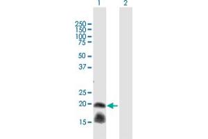 Western Blotting (WB) image for anti-Interleukin 1 Receptor Antagonist (IL1RN) (AA 1-177) antibody (ABIN1327270)