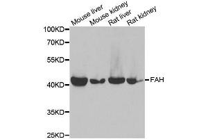 FAH anticorps  (AA 1-419)