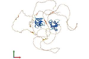 Protein Structure (PS) image for Forkhead Box K2 (FOXK2) (AA 1-651) protein (His tag) (ABIN7557165)