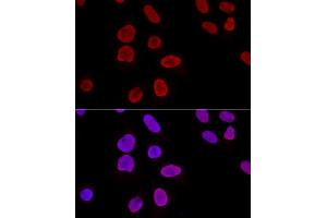 Immunofluorescence (IF) image for anti-X-Ray Repair Complementing Defective Repair in Chinese Hamster Cells 6 (XRCC6) (AA 408-609) antibody (ABIN6150312)
