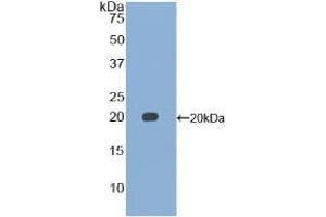 Western blot analysis of recombinant Mouse GDF15. (GDF15 Antikörper  (AA 193-296))