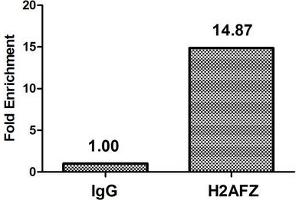 Chromatin Immunoprecipitation Hela (4*10 6 ) were treated with Micrococcal Nuclease, sonicated, and immunoprecipitated with 5 μg anti-H2AFZ (ABIN7139600) or a control normal rabbit IgG. (H2AFZ Antikörper  (meLys4))