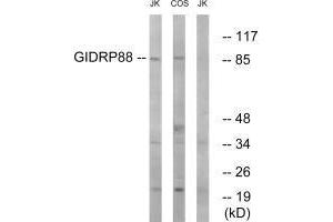 Western blot analysis of extracts from Jurkat cells and COS cells, using GIDRP88 antibody. (GIDRP88 Antikörper)