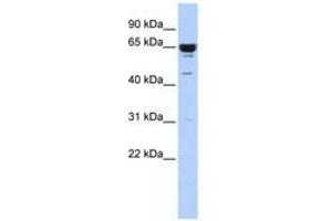 Image no. 1 for anti-Zinc Finger Protein 587 (ZNF587) (C-Term) antibody (ABIN6740623) (ZNF587 Antikörper  (C-Term))