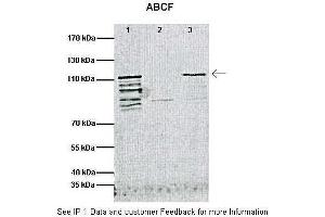 Immunoprecipitation (IP) image for anti-ATP-Binding Cassette, Sub-Family F (GCN20), Member 1 (ABCF1) (C-Term) antibody (ABIN616973) (ABCF1 Antikörper  (C-Term))