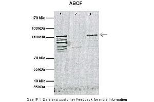 Immunoprecipitation (IP) image for anti-ATP-Binding Cassette, Sub-Family F (GCN20), Member 1 (ABCF1) (C-Term) antibody (ABIN2781500) (ABCF1 Antikörper  (C-Term))