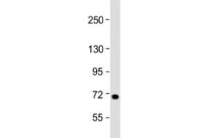 Western blot testing of human 293T/17 cell lysate with L3MBTL4 antibody at 1:2000. (L3MBTL4 Antikörper  (AA 588-622))