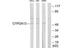 Western blot analysis of extracts from HeLa/293/A549 cells, using Cytochrome P450 2A13 Antibody. (CYP2A13 Antikörper  (AA 311-360))