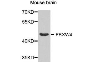 Western blot analysis of extract of various cells, using FBXW4 antibody. (FBXW4 Antikörper)