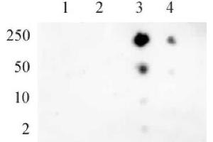 RNA pol II CTD phospho Ser5 pAb tested by dot blot analysis. (Rpb1 CTD Antikörper  (pSer5, Ser5))