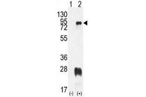 Western blot analysis of PRMT7 antibody and 293 cell lysate either nontransfected (Lane 1) or transiently transfected with the PRMT7 gene (2). (PRMT7 Antikörper  (AA 1-30))