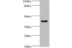 Western blot All lanes: RGS20 antibody at 8 μg/mL + Mouse brain tissue Secondary Goat polyclonal to rabbit IgG at 1/10000 dilution Predicted band size: 44, 32, 22, 18, 26, 28 kDa Observed band size: 44 kDa (RGS2 Antikörper  (AA 1-241))