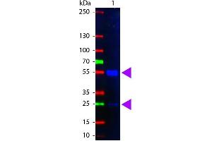 Western Blot of Fluorescein Conjugated Rabbit anti-Swine IgG antibody. (Kaninchen anti-Schwein IgG (Heavy & Light Chain) Antikörper (FITC))