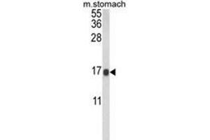 Western blot analysis of LGALS2 Antibody (Center) in mouse stomach tissue lysates (35ug/lane). (Galectin 2 Antikörper  (Middle Region))