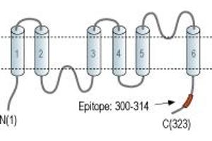 Representative domain view of the target of ABIN7042939.