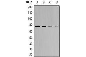 Western blot analysis of SRPK1 expression in MCF7 (A), Hela (B), mouse spleen (C), rat testis (D) whole cell lysates.