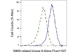 Validation of NIMA related kinase 9 knockdown using flow cytometry. (NEK9 Antikörper)