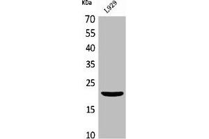 Western Blot analysis of L929 cells using IL-29 Polyclonal Antibody (IL29 Antikörper  (Internal Region))