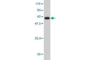Western Blot detection against Immunogen (55. (HHEX Antikörper  (AA 1-270))