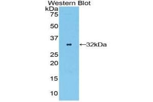 Western Blotting (WB) image for anti-Oncostatin M Receptor (OSMR) (AA 513-760) antibody (ABIN1860110) (Oncostatin M Receptor Antikörper  (AA 513-760))