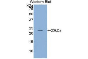 Western Blotting (WB) image for anti-Regulator of G-Protein Signaling 4 (RGS4) (AA 38-205) antibody (ABIN1860441)