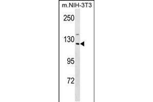 Western blot analysis in mouse NIH-3T3 cell line lysates (35ug/lane). (SIN3A Antikörper  (C-Term))