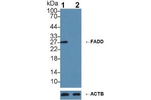 Knockout Varification: ;Lane 1: Wild-type RaW264. (FADD Antikörper  (AA 7-178))