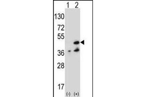 Western blot analysis of NME7 (arrow) using rabbit polyclonal NME7 Antibody (V40) (ABIN392659 and ABIN2842159). (NME7 Antikörper  (N-Term))