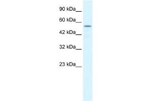 WB Suggested Anti-KCNK10 Antibody Titration:  1. (KCNK10 Antikörper  (C-Term))