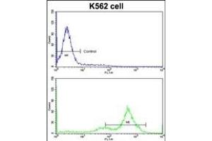 Flow cytometric analysis of K562 cells using GATA2 Antibody (C-term)(bottom histogram) compared to a negative control cell (top histogram)FITC-conjugated goat-anti-rabbit secondary antibodies were used for the analysis.