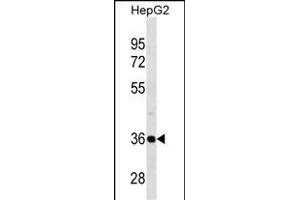 PSMD14 Antibody (C-term) (ABIN1536957 and ABIN2838261) western blot analysis in HepG2 cell line lysates (35 μg/lane). (PSMD14 Antikörper  (C-Term))