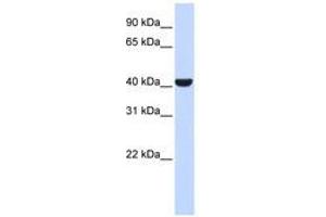 Image no. 1 for anti-ER Lipid Raft Associated 2 (ERLIN2) (C-Term) antibody (ABIN6741452) (ERLIN2 Antikörper  (C-Term))