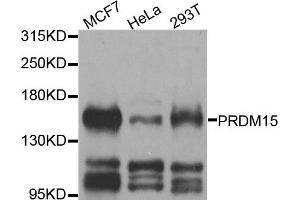 Western blot analysis of extracts of various cell lines, using PRDM15 antibody. (PRDM15 Antikörper)