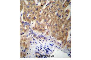 MUC15 Antibody (C-term) (ABIN656956 and ABIN2846141) immunohistochemistry analysis in formalin fixed and paraffin embedded human liver tissue followed by peroxidase conjugation of the secondary antibody and DAB staining. (MUC15 Antikörper  (C-Term))