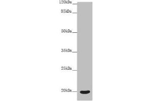 Western blot All lanes: OPA3 antibody at 4. (OPA3 Antikörper  (AA 25-179))