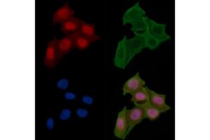 ABIN6257009 and ABIN6274409 staining Hela cells(24h of starvation treatment) by IF/ICC. (MOB1A Antikörper  (N-Term))