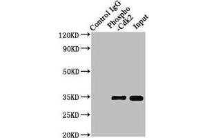 Immunoprecipitating Phospho-CDK2 in Hela whole cell lysate treated with Pervanadate Lane 1: Rabbit control IgG(1 μg)instead of ABIN7127684 in Hela whole cell lysate treated with Pervanadate. (Rekombinanter CDK2 Antikörper  (pTyr15))