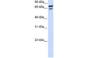 Western Blotting (WB) image for anti-Transcription Factor 25 (Basic Helix-Loop-Helix) (TCF25) antibody (ABIN2459130)