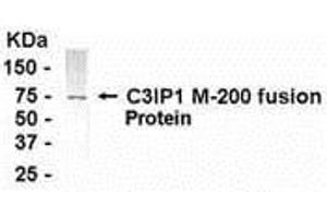 Western Blotting (WB) image for anti-Kelch-Like 12 (Drosophila) (KLHL12) (AA 205-404) antibody (ABIN2468096)